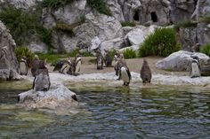 several penguins are standing on rocks in the water