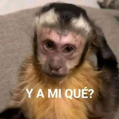 a monkey sitting on top of a couch with the caption ya mi que?