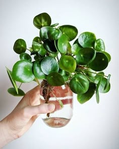 a person holding a plant in a glass vase with water and dirt on the bottom