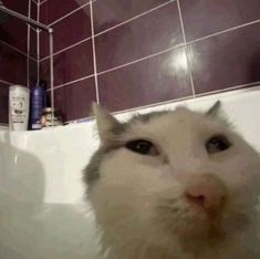 a white cat sitting in a bathtub next to a shower head with its eyes wide open