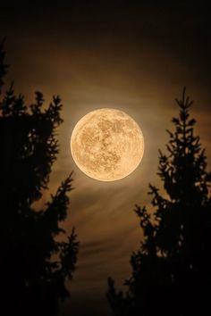 the full moon is seen through some trees