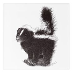 a black and white drawing of a skunka