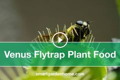 a fly sitting on top of a plant with the words venus fly trap plant food