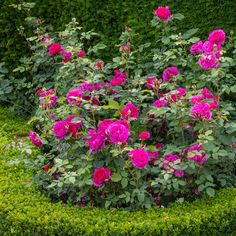 a bush with pink flowers in it surrounded by green grass and shrubbery on either side