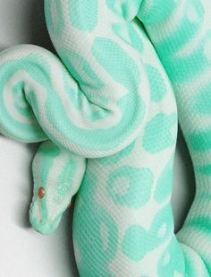 a green and white snake curled up on top of each other