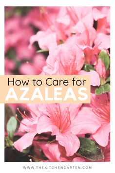 pink flowers with the words how to care for azaleas