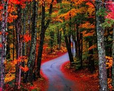 an empty road surrounded by trees with red leaves