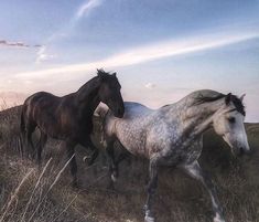 two horses are running through the tall grass