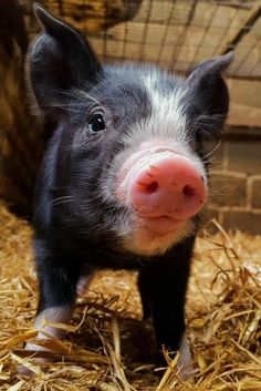 a small black and white pig standing on some hay