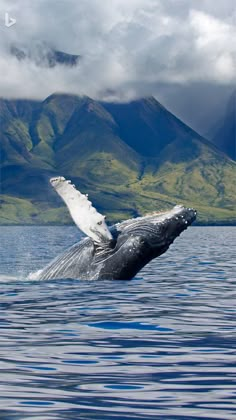 a humpback dives out of the water in front of mountains and clouds