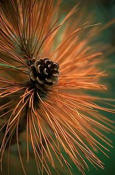 a pine cone with the words good morning on it