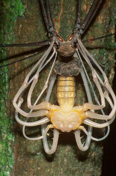 a large spider hanging from the side of a tree