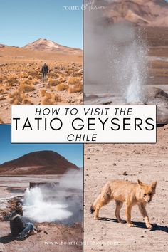 how to visit the tato geysers chile with pictures of people and animals