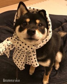 a black and white dog wearing a polka dot scarf