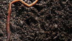 a close up of a worm in the dirt