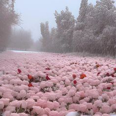 pink tulips are growing in the snow on a foggy day at a park