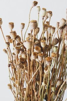 dried flowers in a blue vase on a table