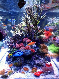 an aquarium filled with lots of different types of corals and sea creatures in it