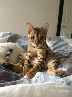 a cat laying on top of a bed next to a pillow