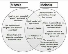 two vennuous circles with the words mitosis and metasis in each one