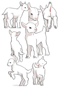 an image of some animals that are in the same position on white background, with different angles