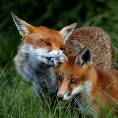 two foxes cuddle together in the tall grass