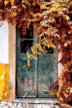 an old door is surrounded by vines and leaves