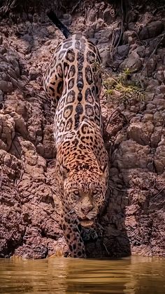 a large leopard walking across a river next to a rocky shore covered in grass and dirt