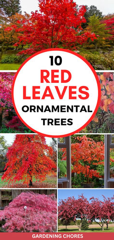 10 Ornamental Trees With Red Leaves To Ignite A Real Firework Of Colors All Year Round Ornamental Trees Landscaping, Dream Barndominium, Trees With Red Leaves, Inexpensive Landscaping, Fall Color Trees, Trees For Front Yard, Red Trees, Growing Trees, Privacy Trees