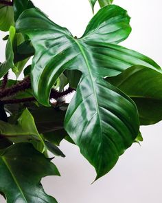 a large green leafy plant with white background