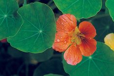 an orange flower with green leaves in the background