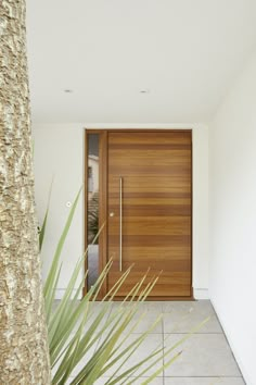 an entrance with a wooden door next to a palm tree in front of a white wall