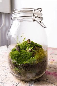 a glass jar filled with green moss and small plants sitting on top of a table