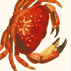 a red crab with white spots on it's back legs and claws in the shape of a heart