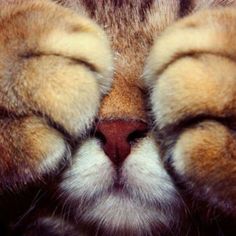 a close up of a cat's face with its eyes closed