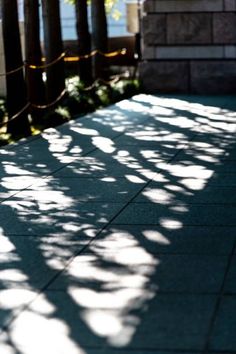 the shadow of trees on the sidewalk is cast by the sun