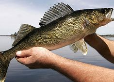 a man holding a large fish in his hand