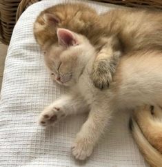 an orange and white cat laying on top of a bed