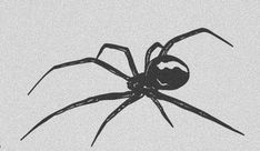 a black and white drawing of a spider