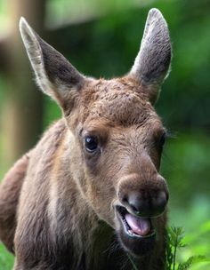 an animal that is standing in the grass with it's mouth open and tongue out