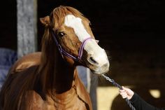 a brown horse being held by a woman