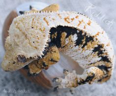 a close up of a gecko on the ground