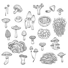 a bunch of different types of mushrooms in black and white, drawn by hand on paper