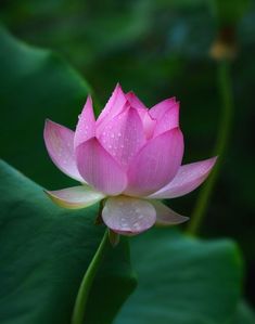 a pink lotus flower with water droplets on it's petals