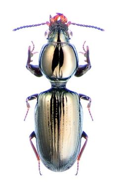 a metallic beetle with long legs and large antennae on it's back, standing in front of a white background