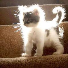 a black and white kitten standing on some stairs