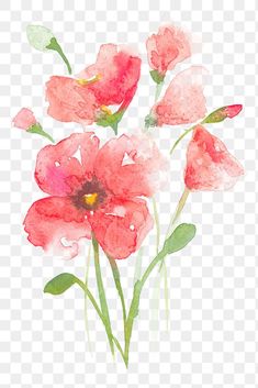 three red flowers with green leaves on the stems, watercolor painting, flower png and psd