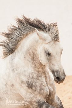 a white and black horse is running in the sand with it's hair blowing