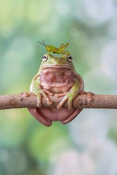 a frog sitting on top of a wooden branch