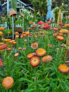 a garden filled with lots of colorful flowers